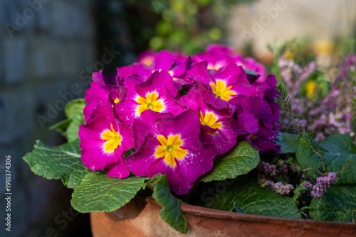 Close up of pink polyanthus primroses in bloom