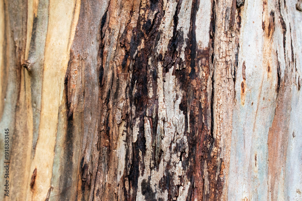 Obraz premium Multi-colored Eucalyptus Tree Bark Texture