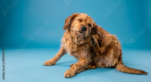 Wire-haired dachshund dog scratching ear due to itch on blue background