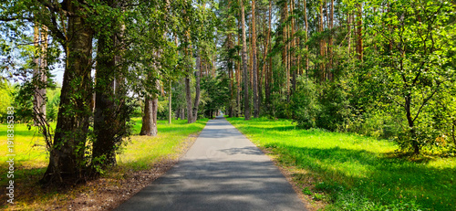 A quiet forest path in a park on a sunny summer day