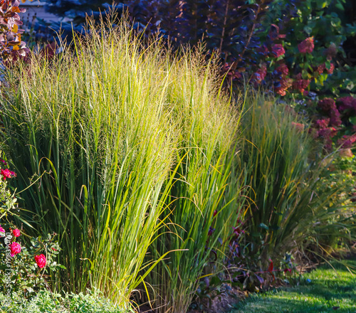 Colorful fall landscape of golden northwind grasses, panicum virgatum. On a sunlit day, its natural beauty is at its peak, a golden, waving expanse that embodies the wild elegance of the prairie.