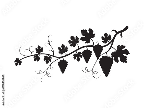 Silhouette of a grapevine with clusters and leaves, Grapevine Branch with Grapes Silhouette vector isolated on white background