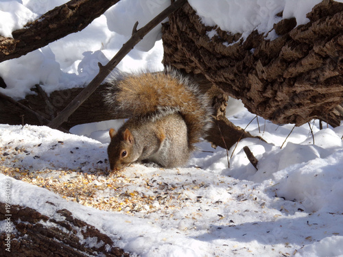 Wallpaper Mural Squirrel at winter Torontodigital.ca