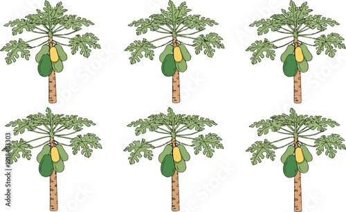 Papaya Fruit Tree Vector Illustration – Ripe Green Papayas and Tropical Leaves