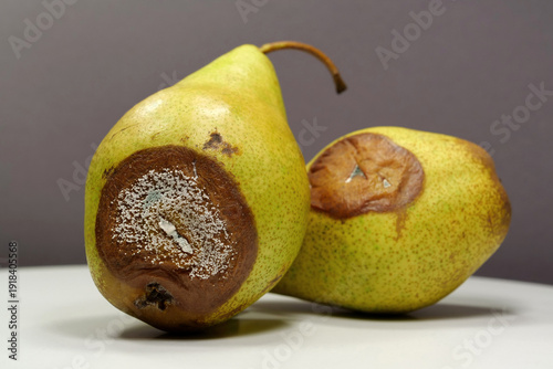 Cuadro en lienzo Overripe and rotten pears