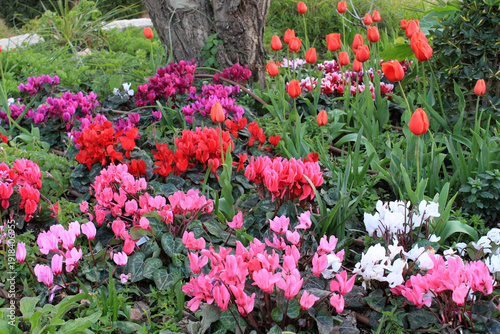 Wallpaper Mural Colorful blooming flowers as a floral background Torontodigital.ca