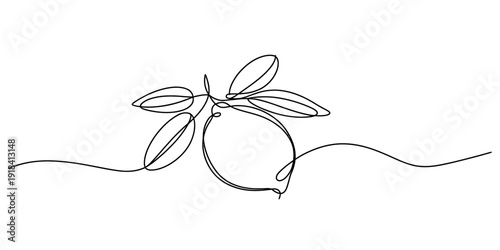 A minimalist continuous line art drawing of a fresh lemon fruit on a branch with leaves Vector, illustration