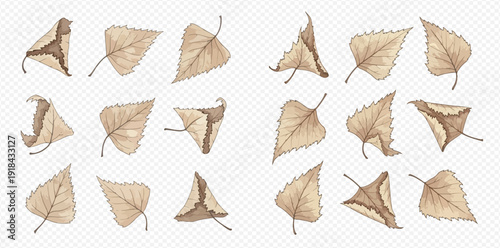 Set of dried birch leaves, autumn foliage elements for seasonal design and decoration.