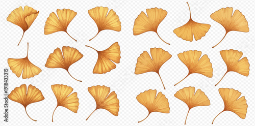Set of watercolor ginkgo biloba leaves in autumn colors, isolated on a transparent background.