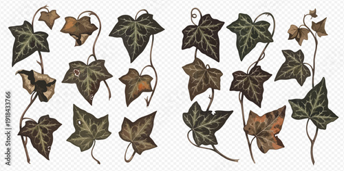 Set of vintage watercolor illustrations of ivy leaves and vines, perfect for rustic and natural designs.