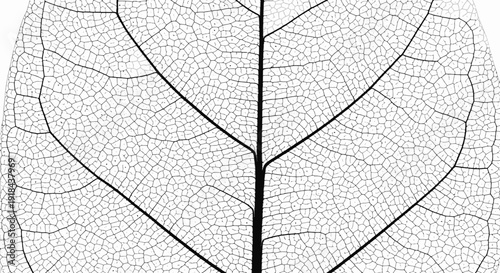 Detailed macro view of a delicate leaf skeleton, revealing intricate natural vein patterns and organic transparent texture on white.