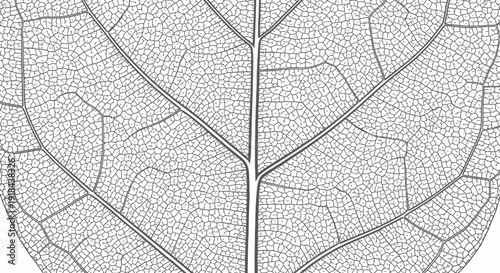 Detailed close-up of a delicate leaf skeleton showcasing intricate venation, natural pattern, and biological structure in monochrome.