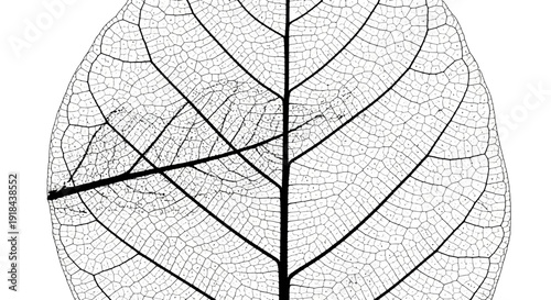 Intricate black and white leaf skeleton structure on a white background, delicate natural organic pattern, transparency and biology.