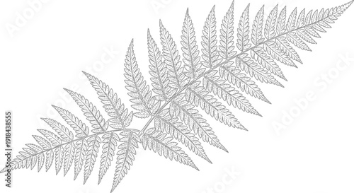 Botanical line art illustration of a delicate fern leaf. Detailed monochrome drawing for nature-inspired designs, patterns, and graphics.
