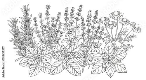 Line Art Illustration of Herbal Garden with Rosemary, Lavender, Thyme, Mint, Basil, and Chamomile. Natural Cooking & Wellness