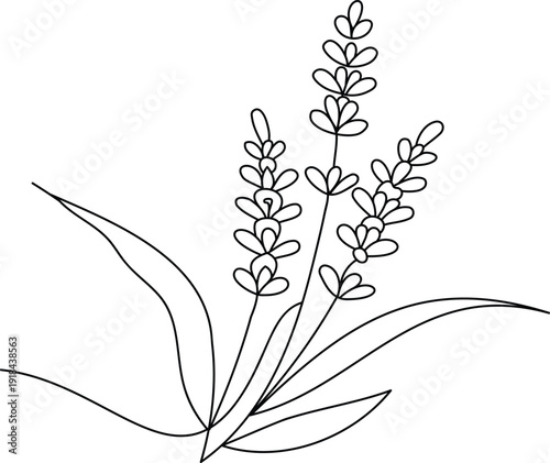 One line drawing of lavender plant