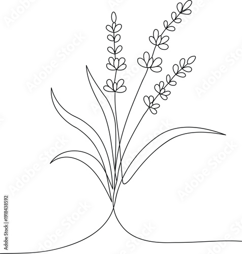 One line drawing of lavender plant