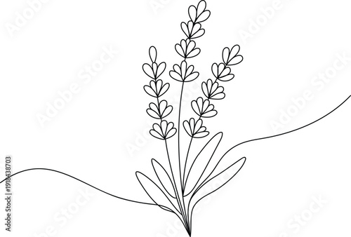 One line drawing of lavender plant
