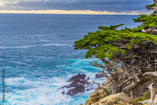 A rocky shoreline with a large tree in the foreground