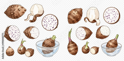 Set of taro root illustrations showing whole, peeled, sliced, and sprouting stages in watercolor style.