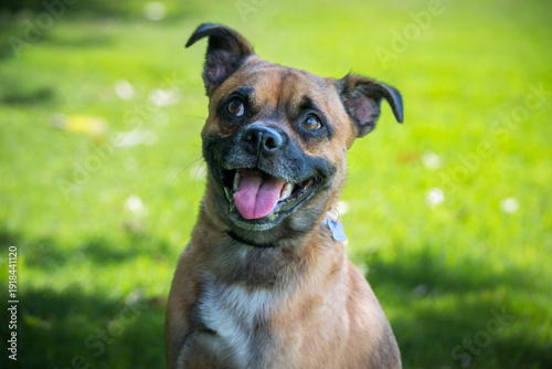 Small happy mix breed dog outdoors looking up