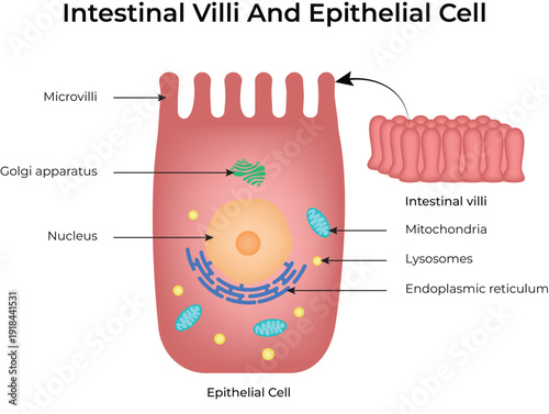 Intestinal Villi and Epithelial Cell Design Vector Illustration