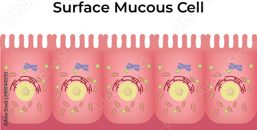 Surface Mucous Cell Design Vector Illustration