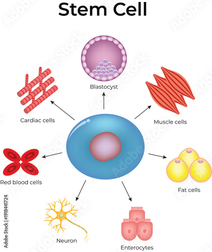 Stem Cell Design Vector Illustration