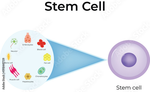 Stem Cell Design Vector Illustration