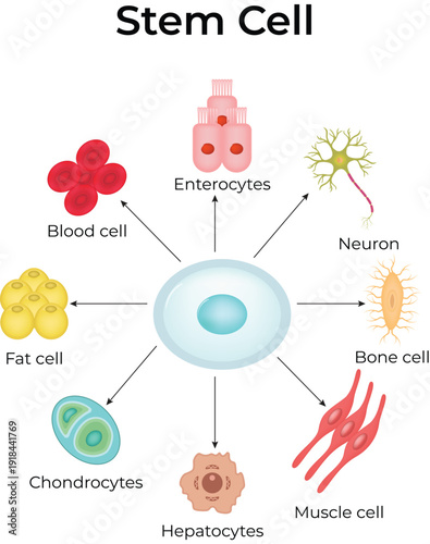 Stem Cell Design Vector Illustration