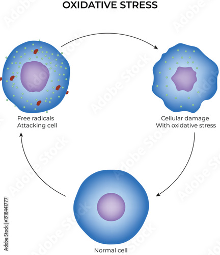 Oxidative Stress Design Vector Illustration