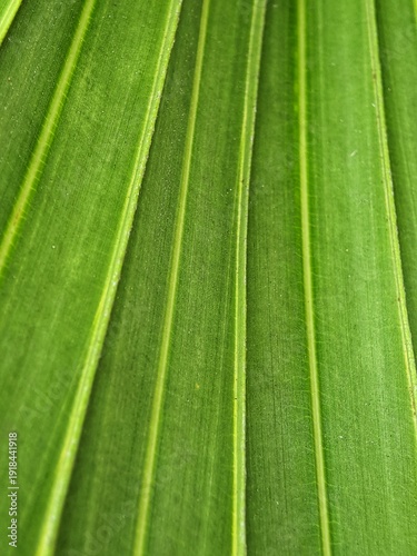  Green texture of palm tree leaf. Nature background. Strip green line on palm leaf abstract texture backdrop