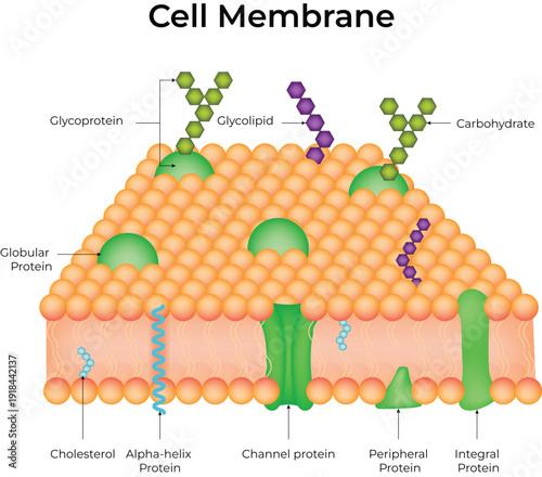 Cell Membrane Structure and Function Diagram. Detailed Explanation of Phospholipid Bilayer, Proteins, and Cholesterol
