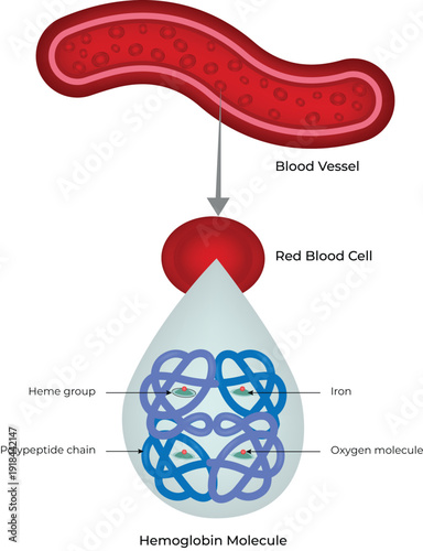 Red Blood Cell Structure and Hemoglobin Molecule Diagram, Detailed Explanation of Oxygen Transport