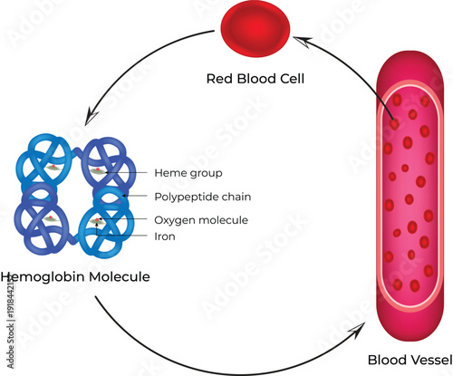 Red Blood Cell Structure and Hemoglobin Molecule Diagram, Detailed Explanation of Oxygen Transport