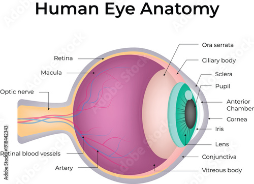 Parts of the Human Eye Diagram Anatomy, Structure, and Vision Process Explained.