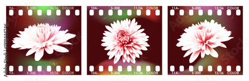 Flower film retro analog floral frame with grain glow, stylized blossom composition inspired by vintage photo aesthetics on a vibrant background.