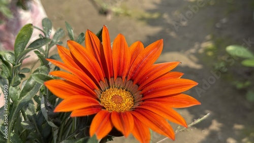Slika na platnu Orange Gazania Flower Blooming In Garden Sunlight
