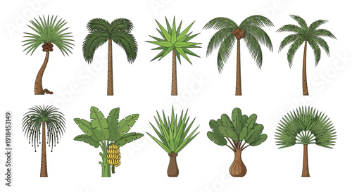 A collection of various tropical palm trees and plants illustrated in a grid pattern, showcasing different species and foliage.