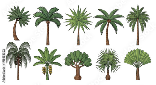 Collection of diverse palm tree illustrations showcasing various species and growth stages in a digital artwork