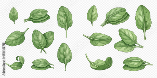 Fresh green spinach leaves set, healthy organic vegetable for cooking and salads.