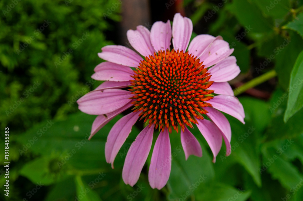 Fototapeta premium A closeup of a pink Echinacea (Coneflower) bloom with a vibrant orange spiky seedhead set against soft green foliage, conveying natural beauty, summer garden color and botanical detail.