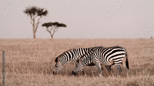 Canvas Print Zebra at sunset in the Maasai Mara National Park, Kenya