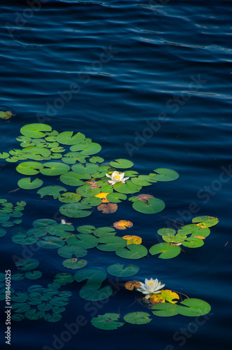 White water Lilies bloom among green lily pads floating on deep blue water, creating a serene, peaceful nature composition with gentle ripples and delicate botanical detail.