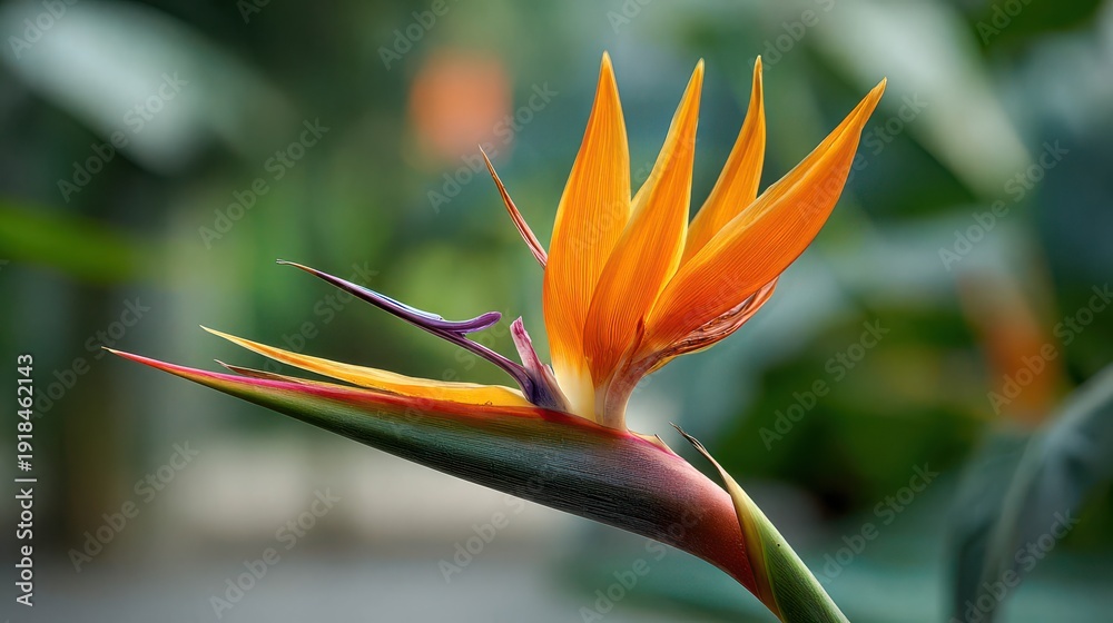 Obraz premium Vibrant Bird of Paradise Flower with Bright Orange Petals