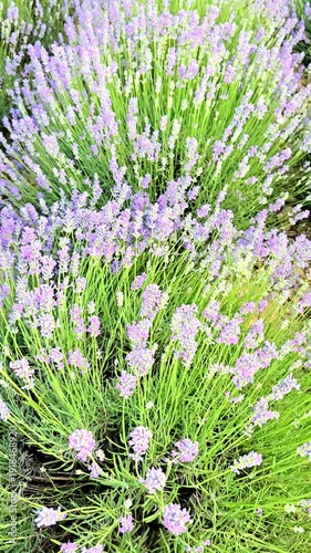 The beautiful purple lavender fields in Tirana