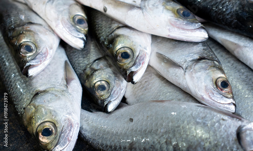 Photos Fresh Fish