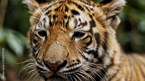 Close-up portrait of a young tiger cub with brown eyes, resting and looking around in its natural habitat