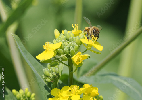 Fotografie 菜の花とミツバチ