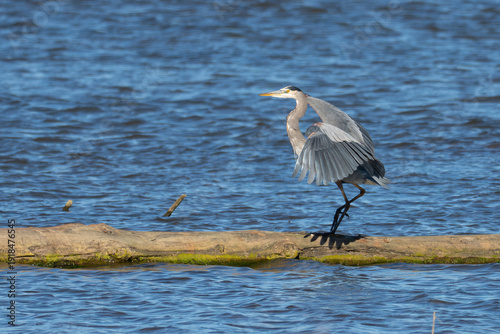 Great Blue Heron in Flight in Afternoon Light on a Rolling Log